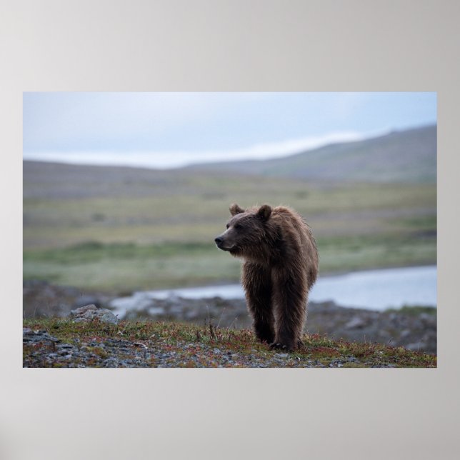 Brown Bear at the Katmai Preserve Poster (Framsidan)
