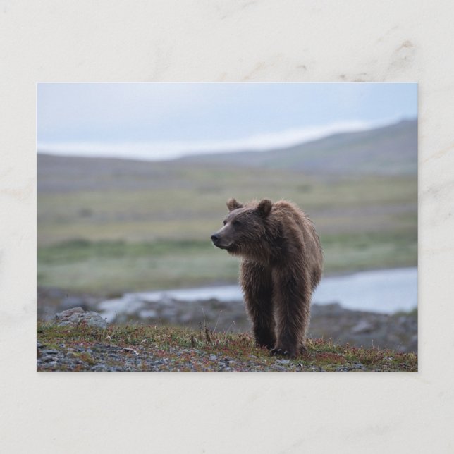 Brown Bear at the Katmai Preserve Vykort (Framsida)