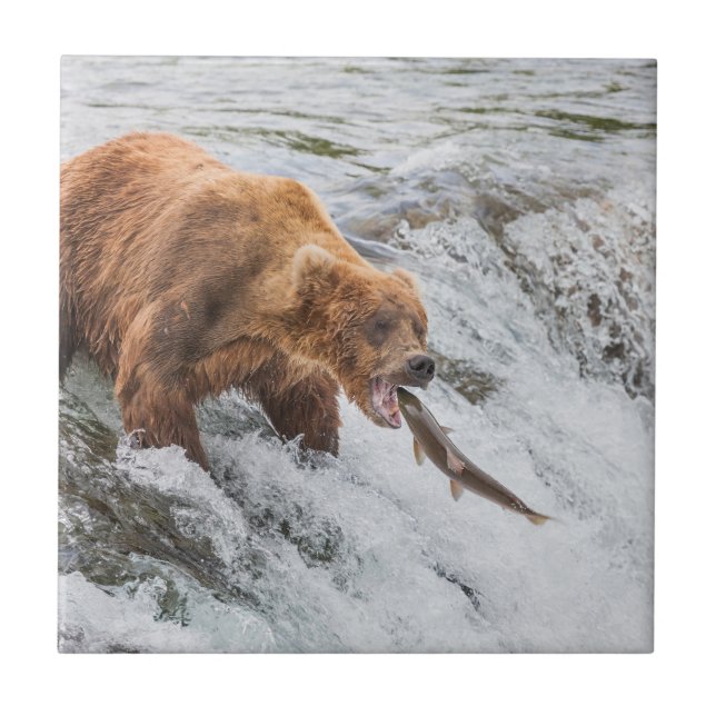 Brown Bear Catches Red Salmon Kakelplatta (Framsidan)