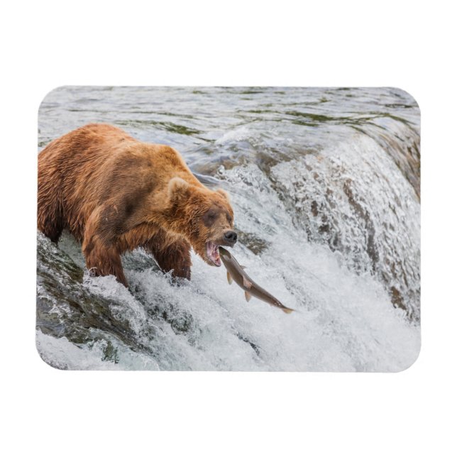 Brown Bear Catches Red Salmon Magnet (Horisontell)