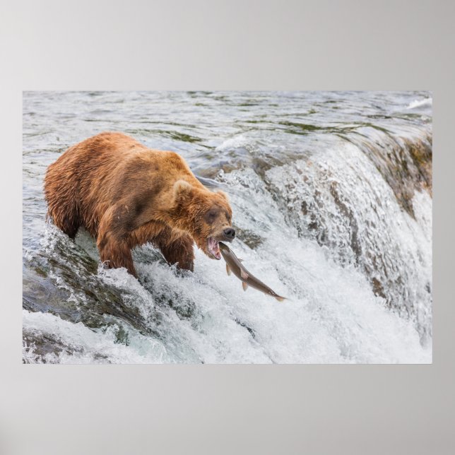 Brown Bear Catches Red Salmon Poster (Framsidan)