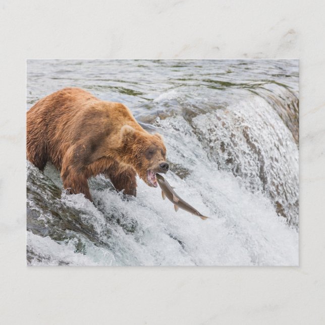 Brown Bear Catches Red Salmon Vykort (Framsida)