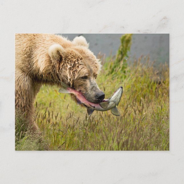 Brown Bear Eating Salmon Vykort (Framsida)