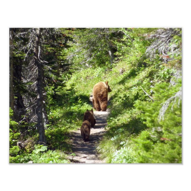 Brown Bear Family Fototryck (Framsidan)