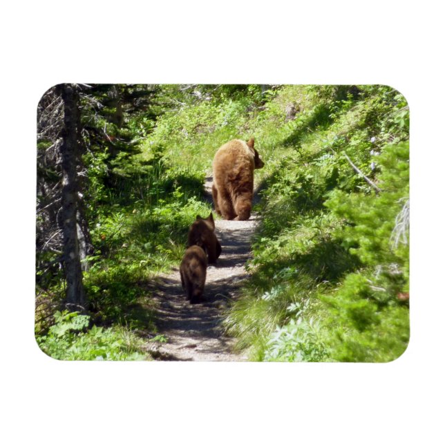 Brown Bear Family Magnet (Horisontell)