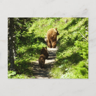 Brown Bear Family Vykort
