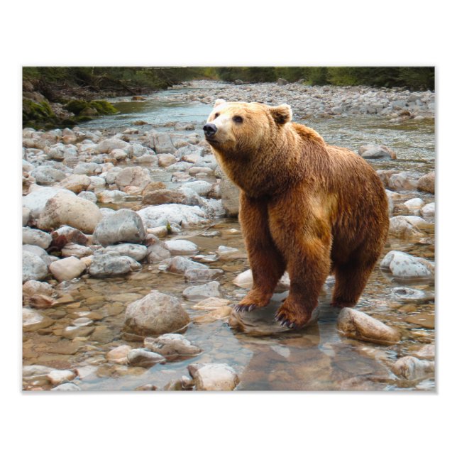 Brown Bear in Stream Fototryck (Framsidan)