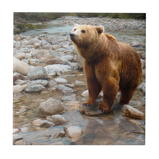 Brown Bear in Stream Kakelplatta (Framsidan)