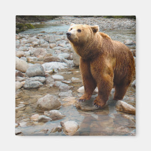 Brown Bear in Stream Magnet