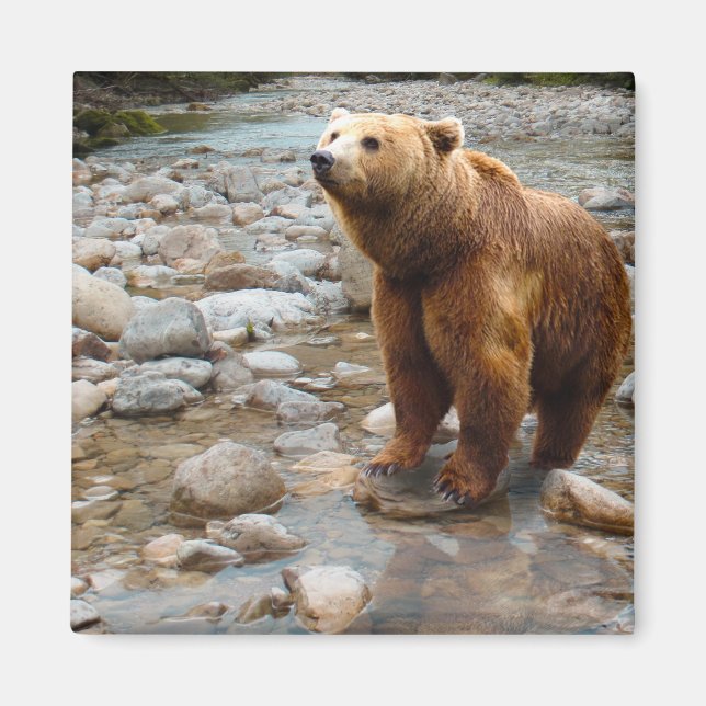 Brown Bear in Stream Magnet (Framsidan)