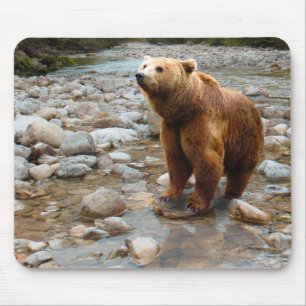 Brown Bear in Stream Musmatta