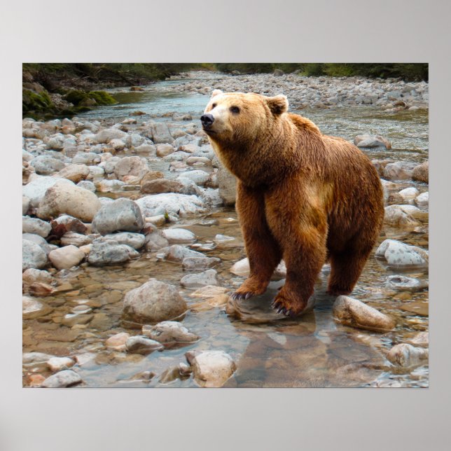 Brown Bear in Stream Poster (Framsidan)