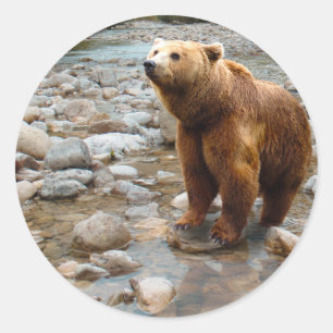 Brown Bear in Stream Runt Klistermärke