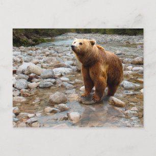 Brown Bear in Stream Vykort