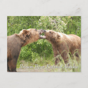 Brown Bear Katmai Alaska Vykort