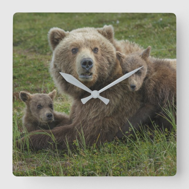 Brown Bear Unge Cuddling med Mor Fyrkantig Klocka (Framsida)