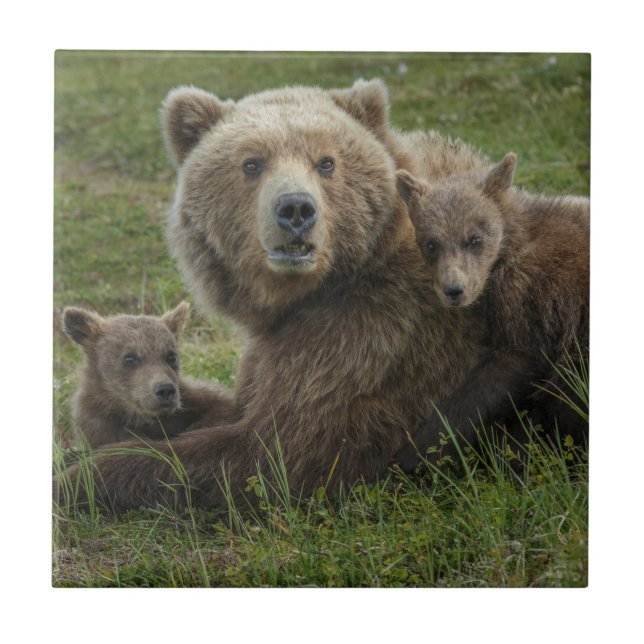 Brown Bear Unge Cuddling med Mor Kakelplatta (Framsidan)