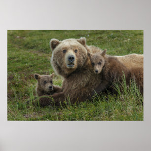 Brown Bear Unge Cuddling med Mor Poster