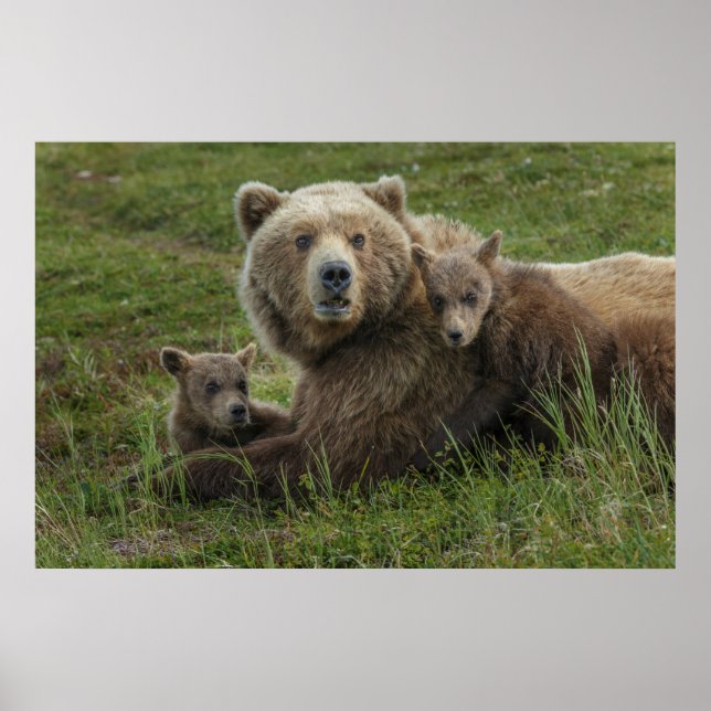 Brown Bear Unge Cuddling med Mor Poster (Framsidan)