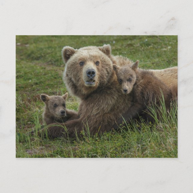 Brown Bear Unge Cuddling med Mor Vykort (Framsida)