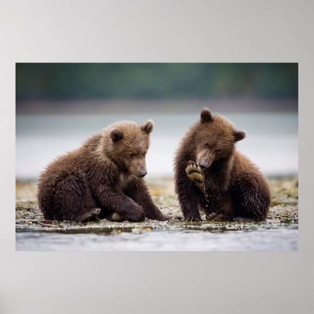 Brown Bear Unge efter Stream Poster (Framsidan)