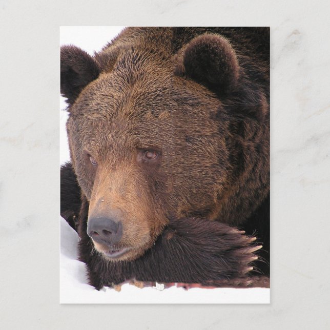 Brown Bear Winter Vykort (Framsida)