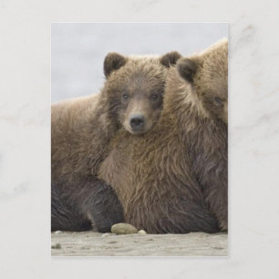 Brown Bears Loving Nature Vykort