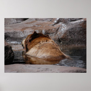 Brown Bears Poster