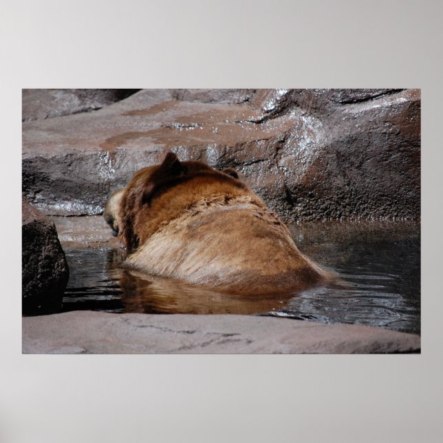 Brown Bears Poster (Framsidan)