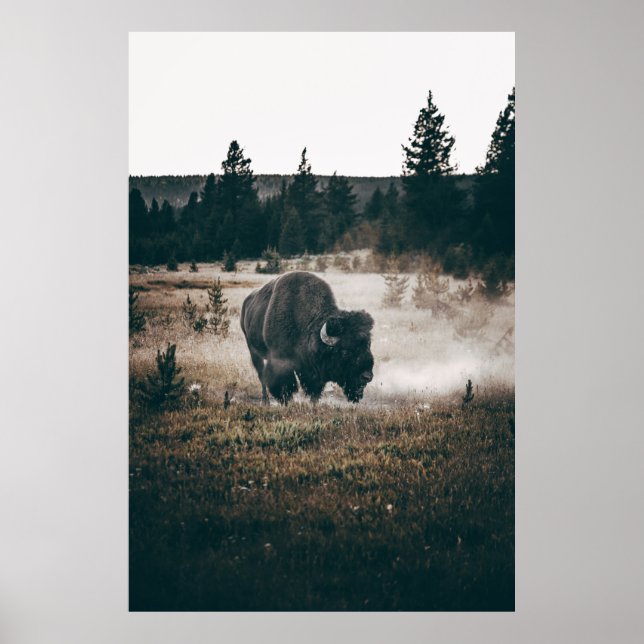 BROWN BISON ON BROWN GRASS FÄLT UNDER DAGEN POSTER (Framsidan)
