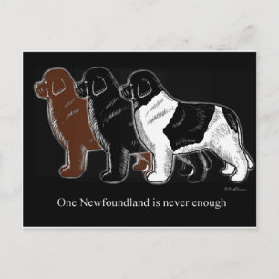 Brown Black och Landseer Newfoundland Vykort