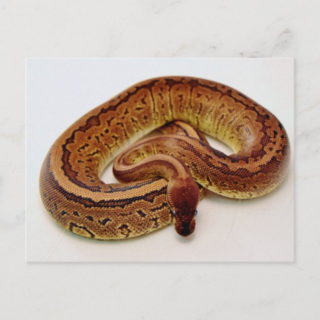 Brown Boll Python Vykort (Framsida)