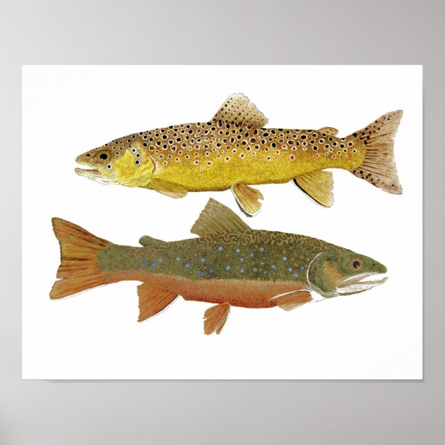 Brown & Brook Trout Study Poster (Framsidan)