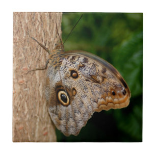 Brown Butterfly Animal Kakelplatta