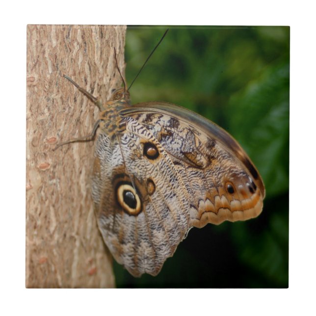 Brown Butterfly Animal Kakelplatta (Framsidan)