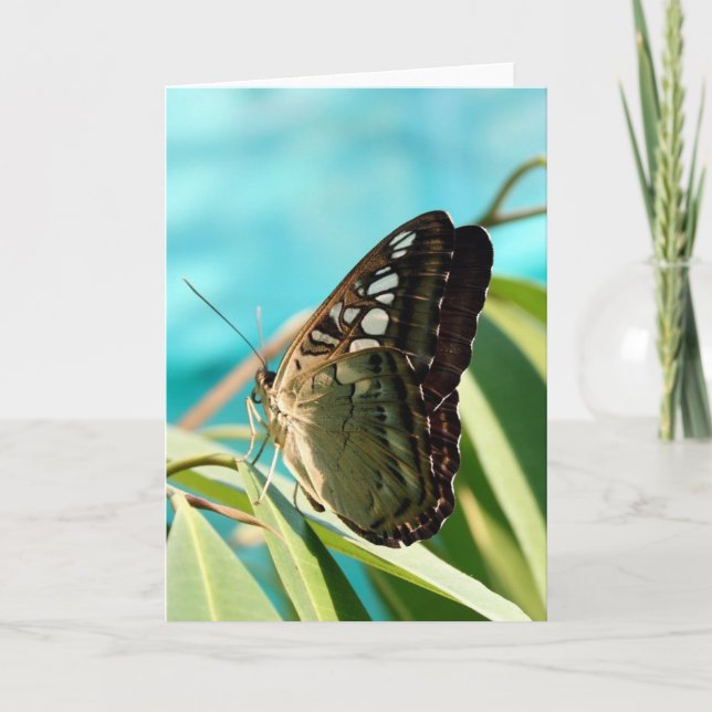 Brown Butterfly Closed Vingar Kort (Framsida)