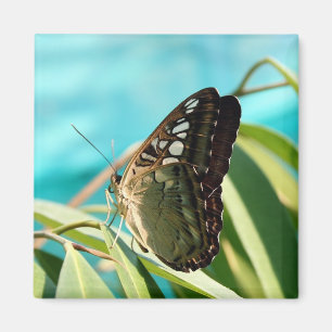 Brown Butterfly Closed Vingar Magnet