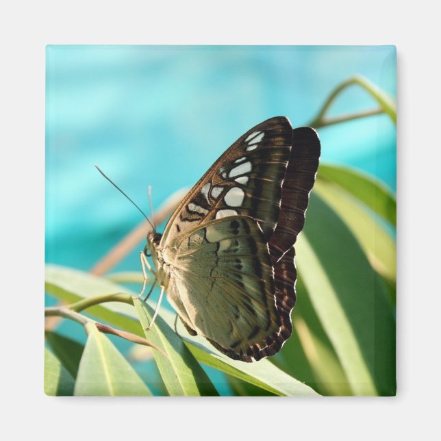 Brown Butterfly Closed Vingar Magnet (Framsidan)