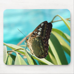 Brown Butterfly Closed Vingar Musmatta