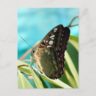 Brown Butterfly Closed Vingar Vykort