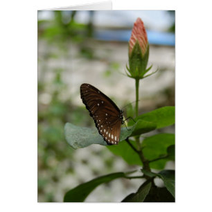 Brown Butterfly Hälsningskort