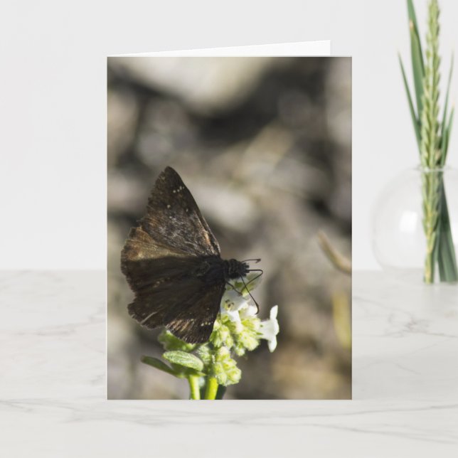 Brown Butterfly Kort (Framsida)