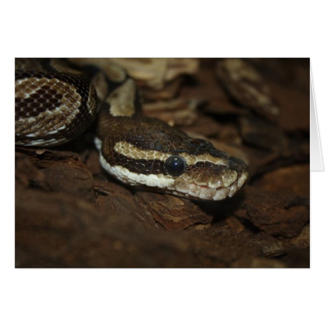 Brown Carpet Python Hälsningskort (Framsidan Horizontal)