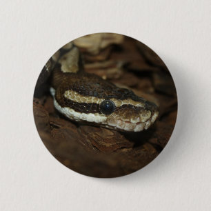 Brown Carpet Python Knapp
