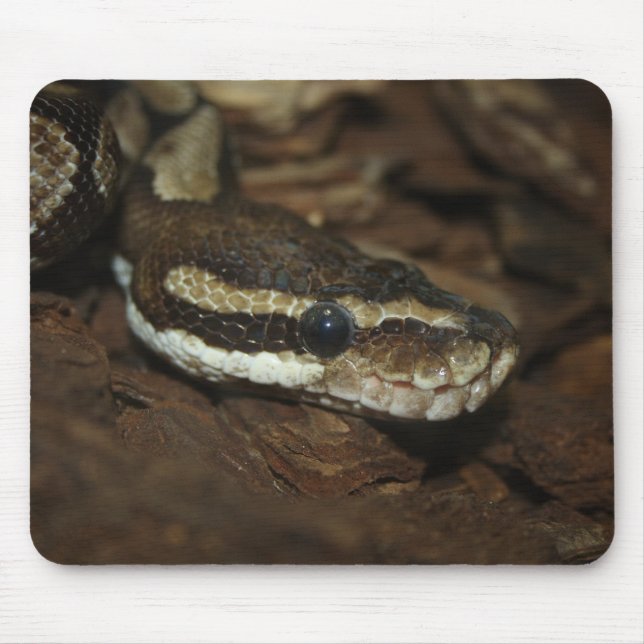 Brown Carpet Python Musmatta (Framsidan)