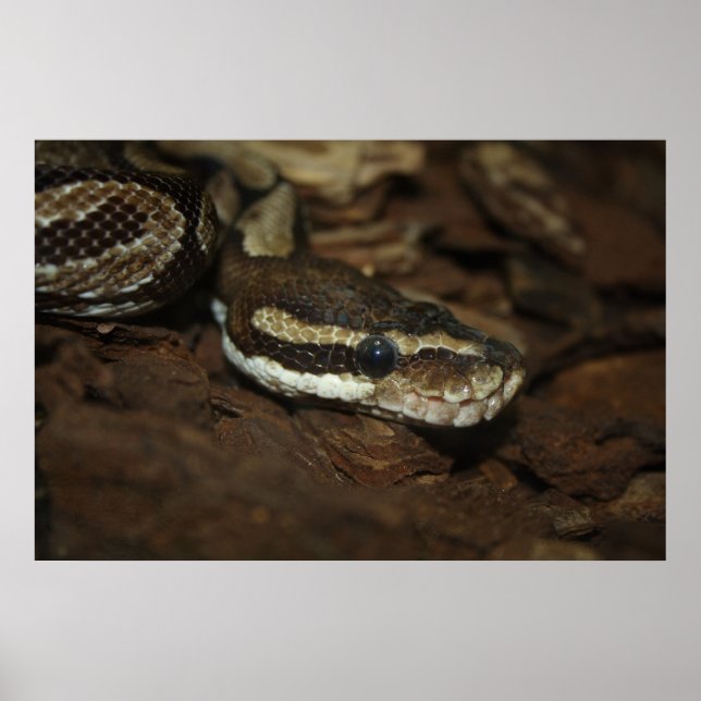 Brown Carpet Python Poster (Framsidan)