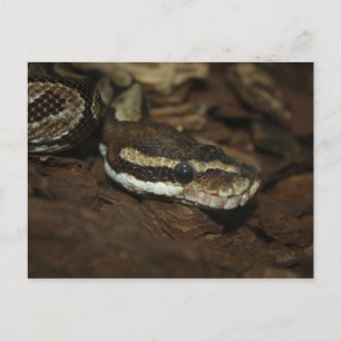 Brown Carpet Python Vykort