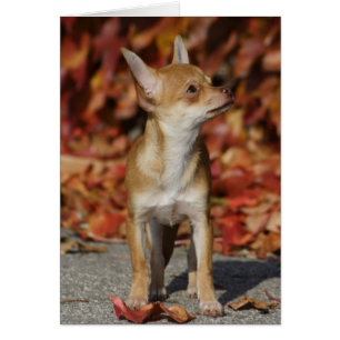 Brown Chihuahua Puppy Hälsningskort