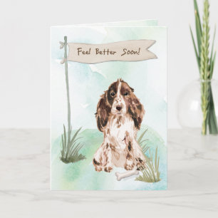 Brown Cocker Spain känner bättre kirurgi för Hund Kort