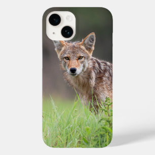 Brown Coyote, kanadensisk Wildlife Photography